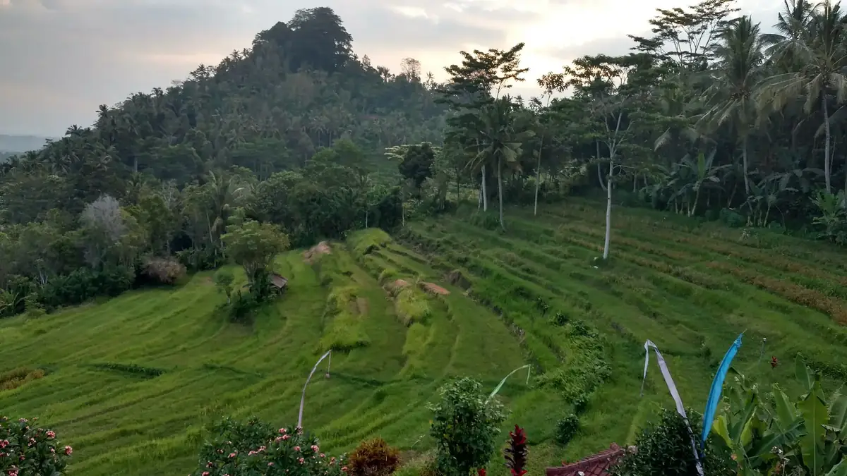 Bali rice fields. The full villa tax stack for foreign owners, PBB to PHR