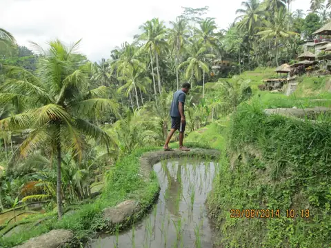Bali rice terraces — the island market behind the villa rental yield math