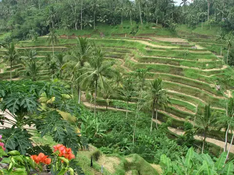 Ubud's rice terraces — the villa investment case for Bali's wellness capital